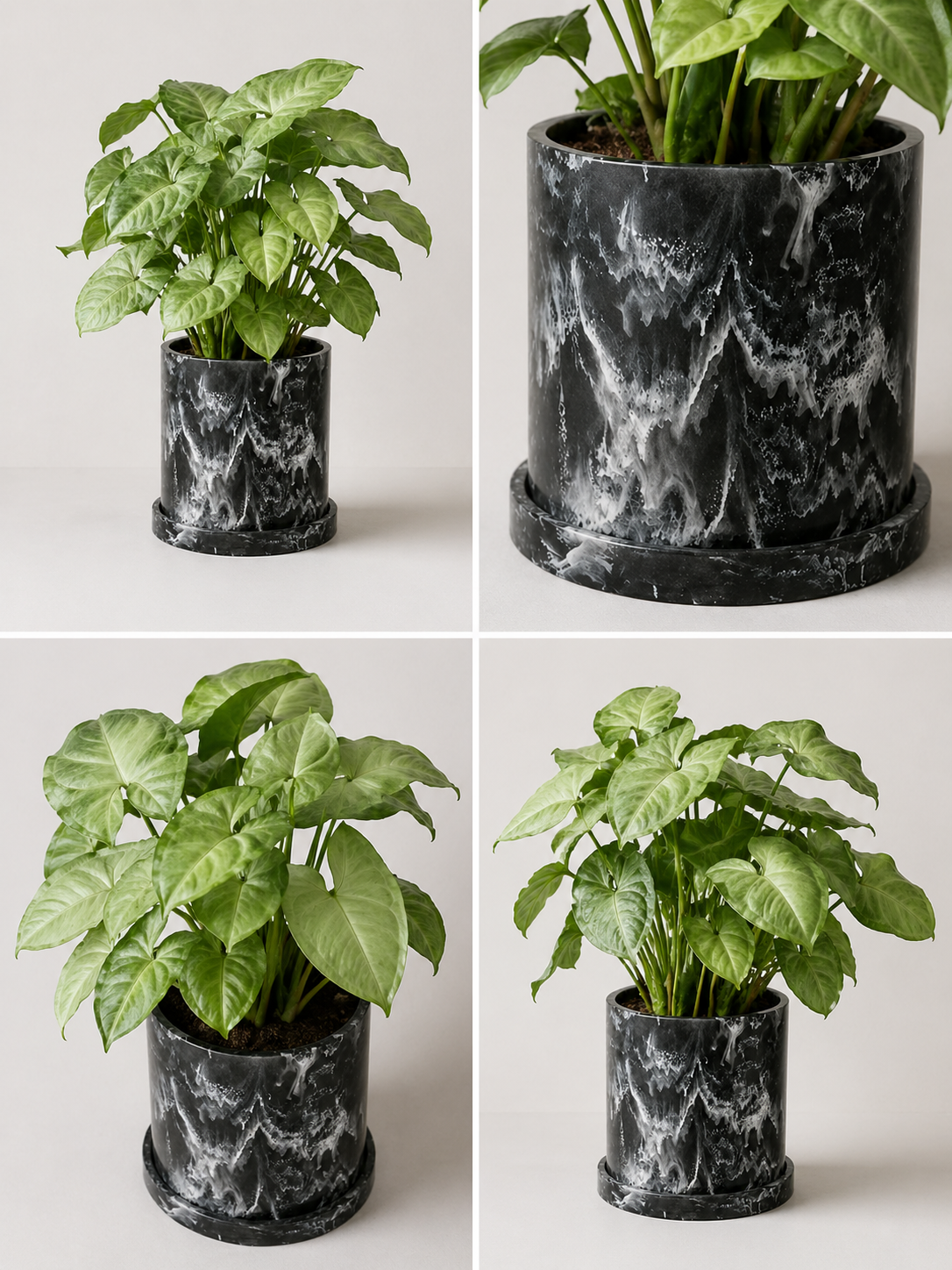 Green Garrobo plant (Singonio) from MXPLANTAE, featuring broad, variegated leaves arranged in a lush, vibrant display.