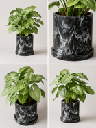 Green Garrobo plant (Singonio) from MXPLANTAE, featuring broad, variegated leaves arranged in a lush, vibrant display.