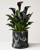 Alcatraz Negro (Zantedeschia Aethiopica Negro)