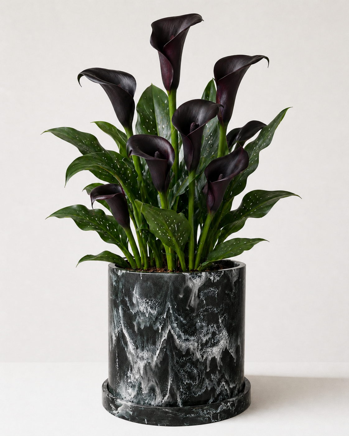 Alcatraz Negro (Zantedeschia Aethiopica Negro)