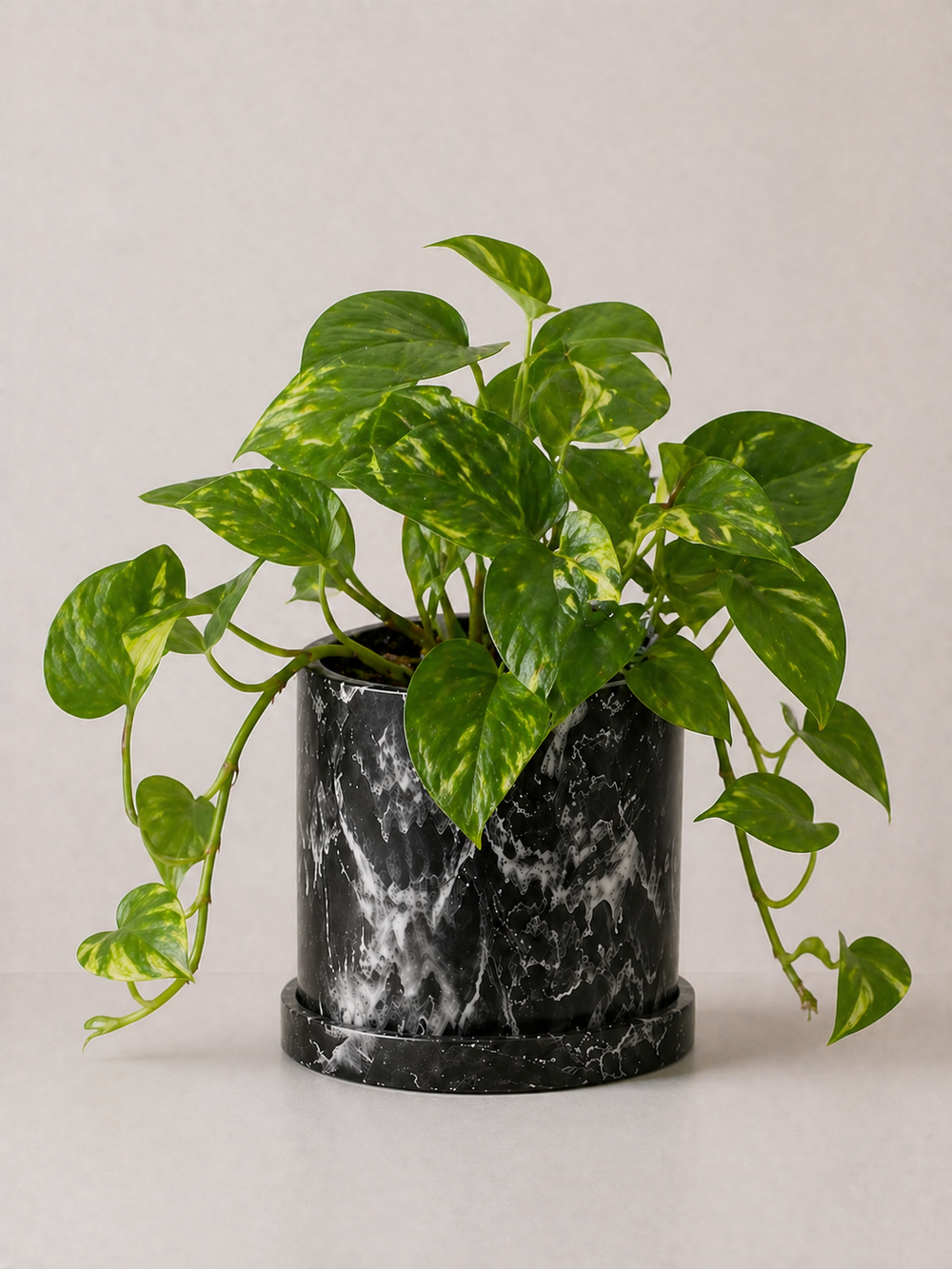 Teléfono Pothos (Planta)
