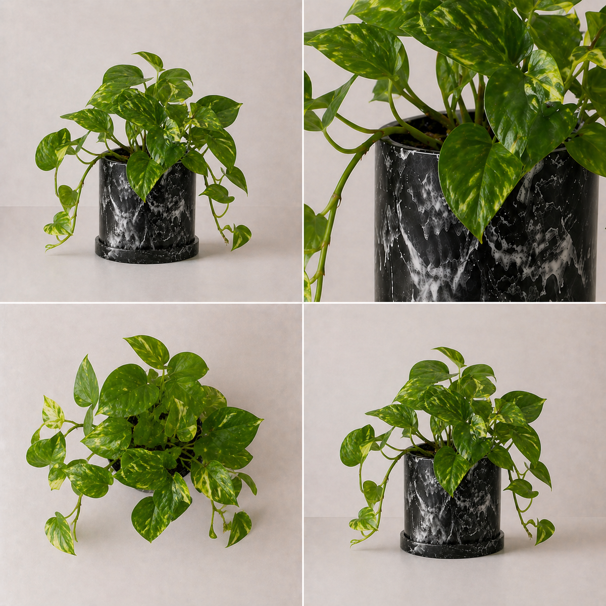 Teléfono Pothos (Planta)