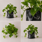 Teléfono Pothos (Planta)