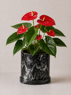 Planta Anturio Rojo