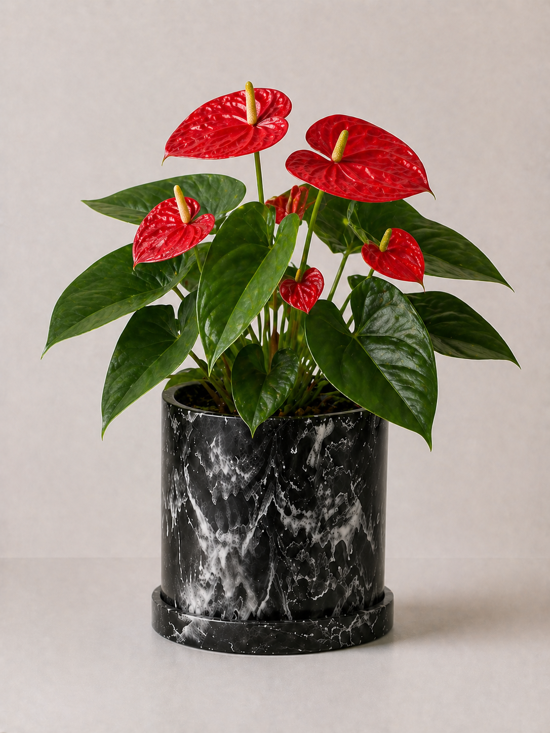 Planta Anturio Rojo