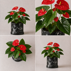 Planta Anturio Rojo