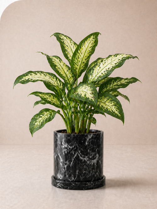 Aglaonema ‘Reina’ (Amoena)