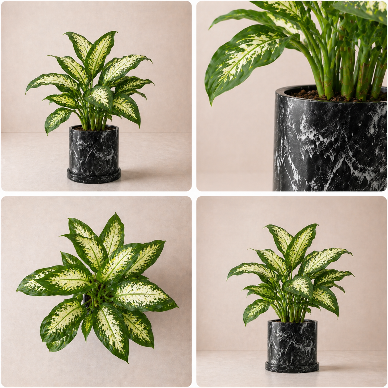 Aglaonema ‘Reina’ (Amoena)