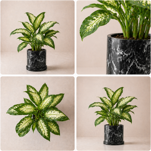 Aglaonema ‘Reina’ (Amoena)