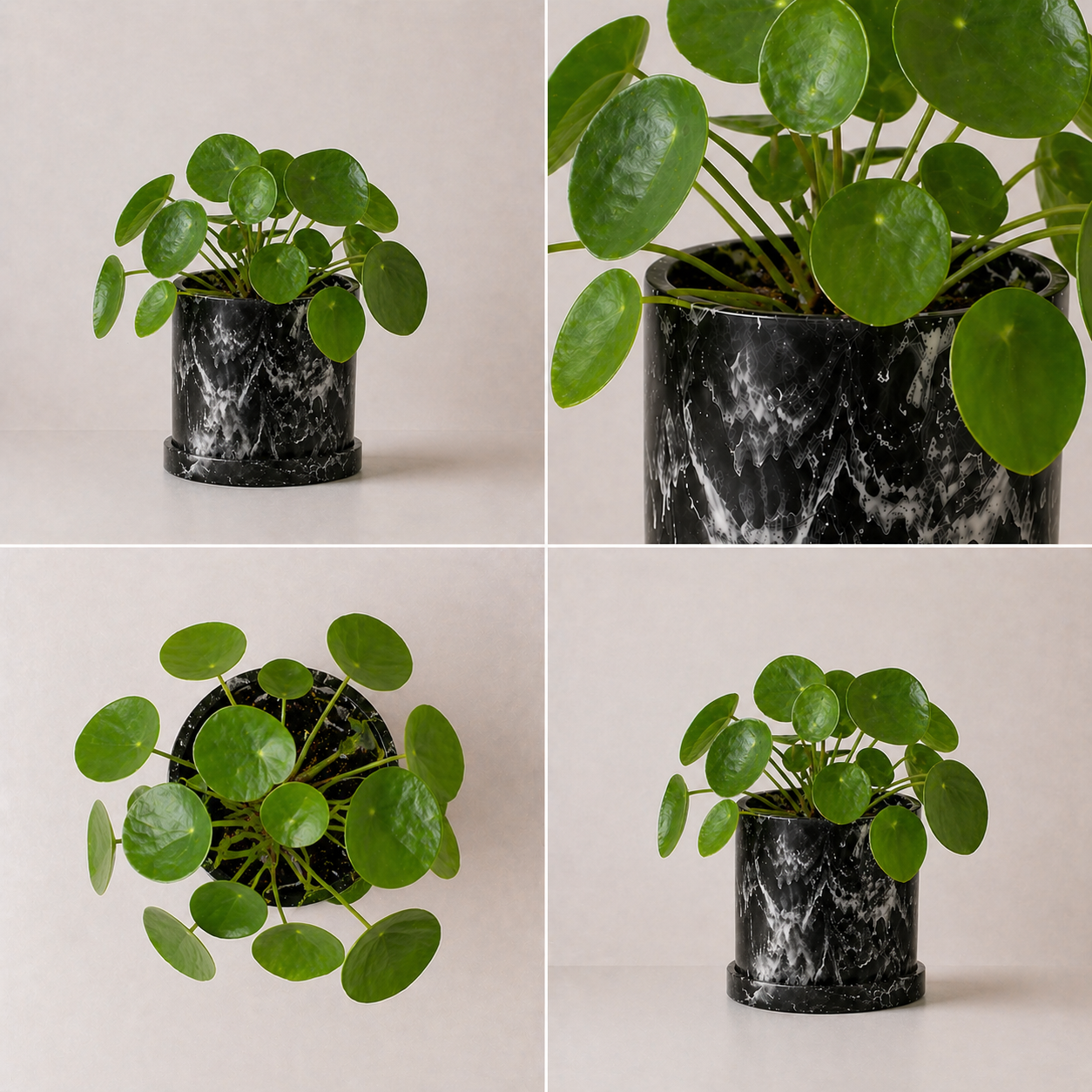 Planta China de Dinero (Pilea)