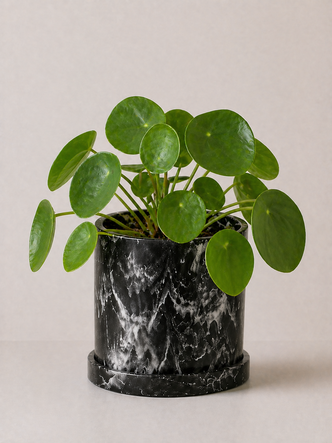 Planta China de Dinero (Pilea)