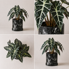 Alocasia Mortfontanensis