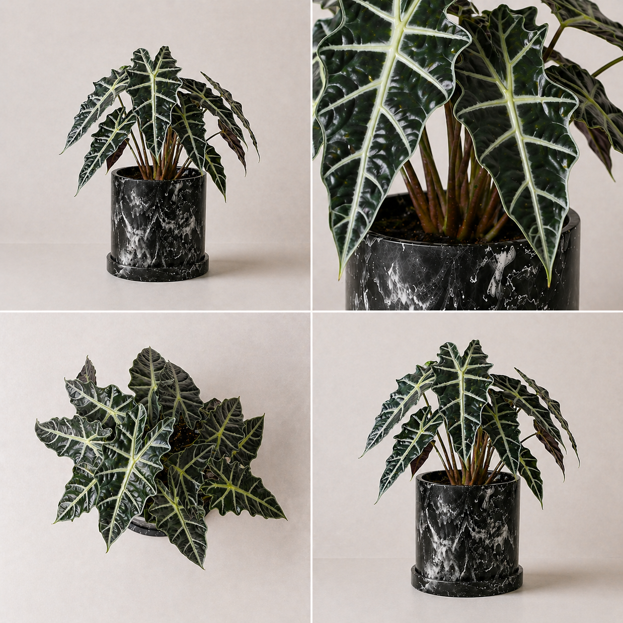 Alocasia Mortfontanensis