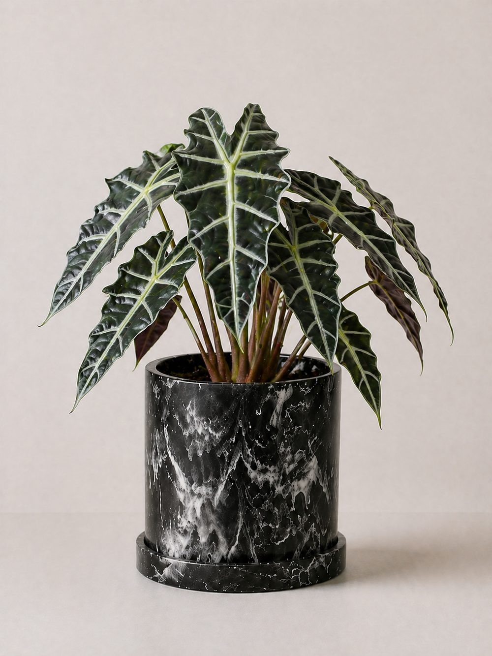 Alocasia Mortfontanensis