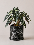 Alocasia Mortfontanensis
