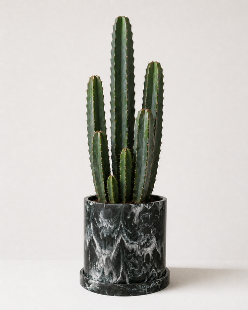 Pachycereus marginatus: Cactus Mexicano