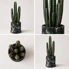 Pachycereus marginatus: Cactus Mexicano