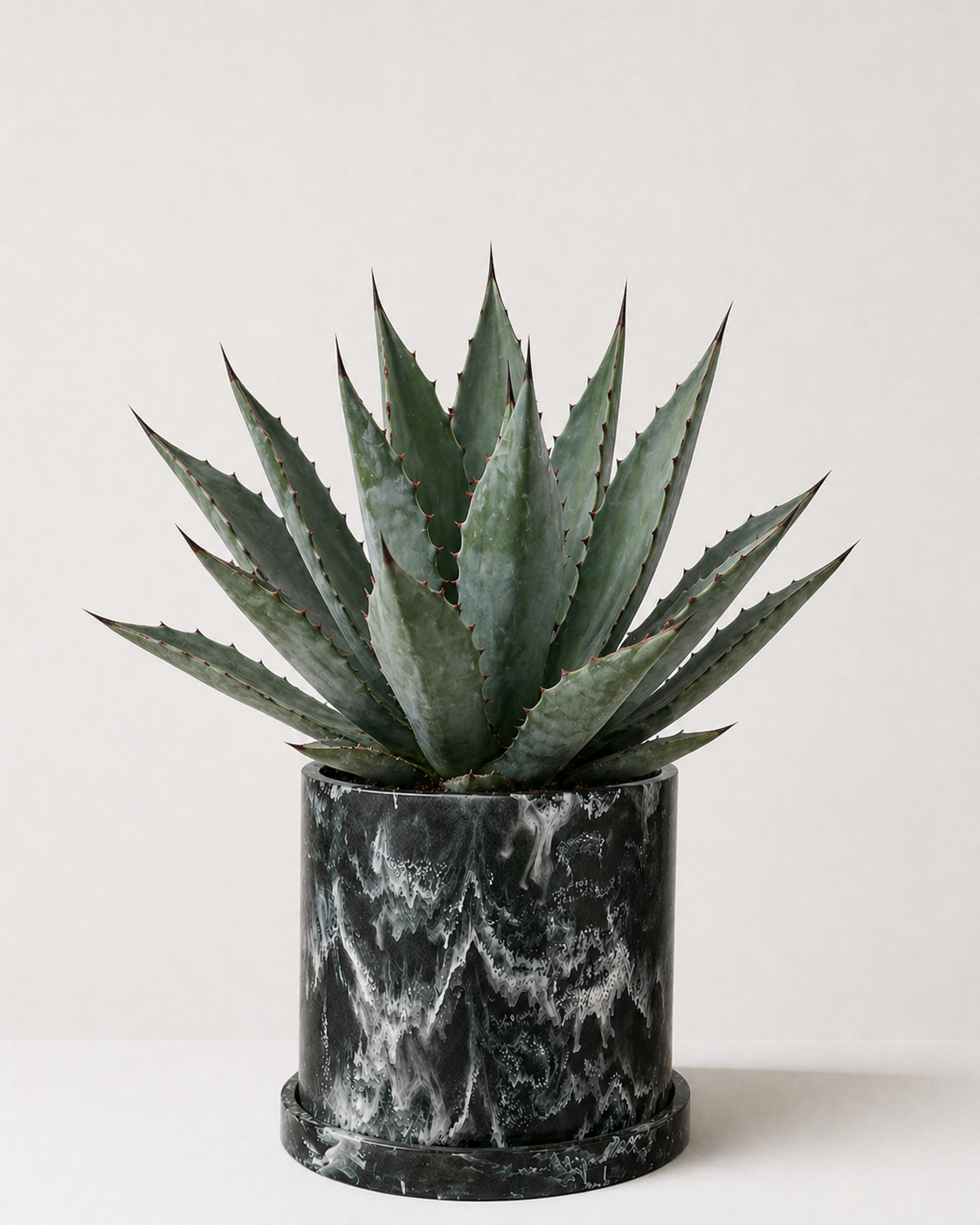 Agave
