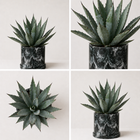 Agave