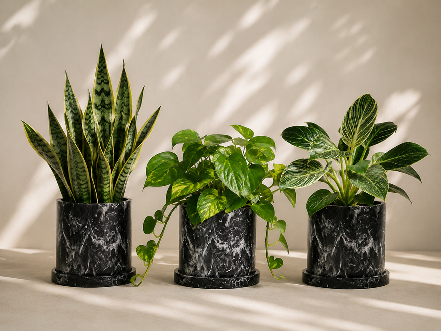 Plantas