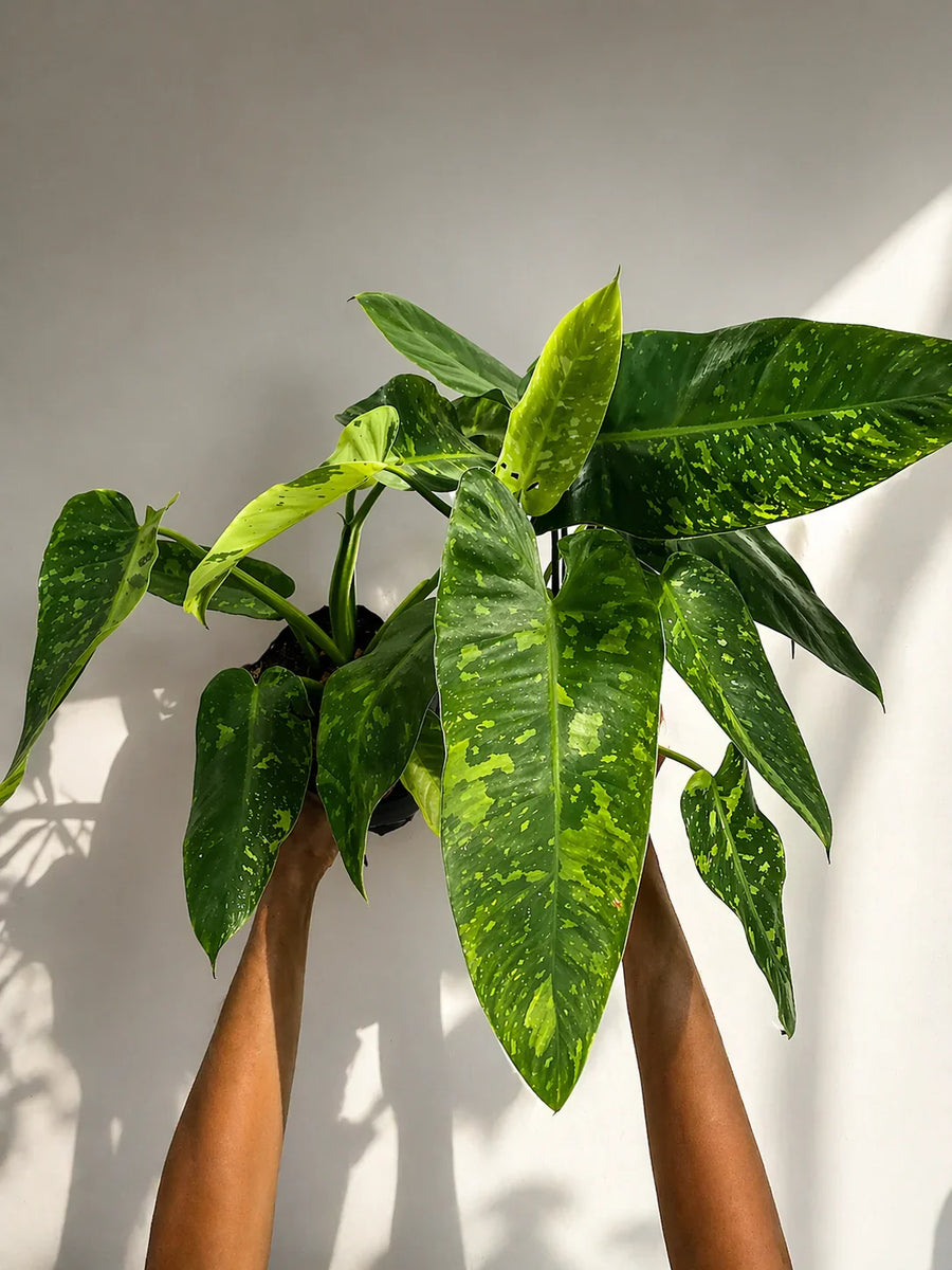 Philodendron Birkin con hojas verdes moteadas, planta de interior para decoración contemporánea y diseño de espacios
