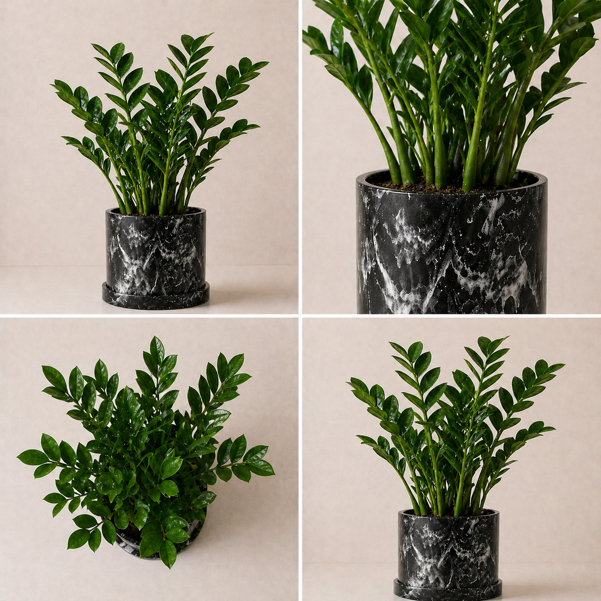Planta ZZ | Zamioculcas Zamiifolia