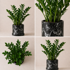 Planta ZZ | Zamioculcas Zamiifolia