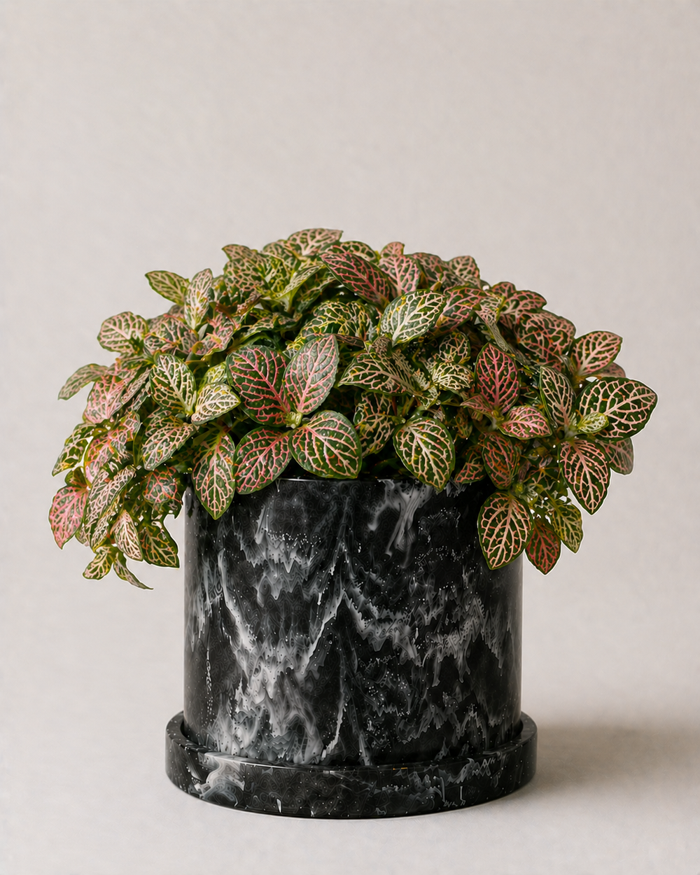 Nerve Fitonia · Planta Mosaico Interior