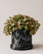 Nerve Fitonia · Planta Mosaico Interior