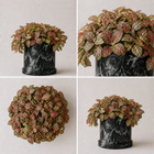 Nerve Fitonia · Planta Mosaico Interior