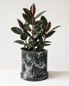 Healthy Ficus Elastica plant from MXPLANTAE with lush green leaves, ideal for home or office decor.