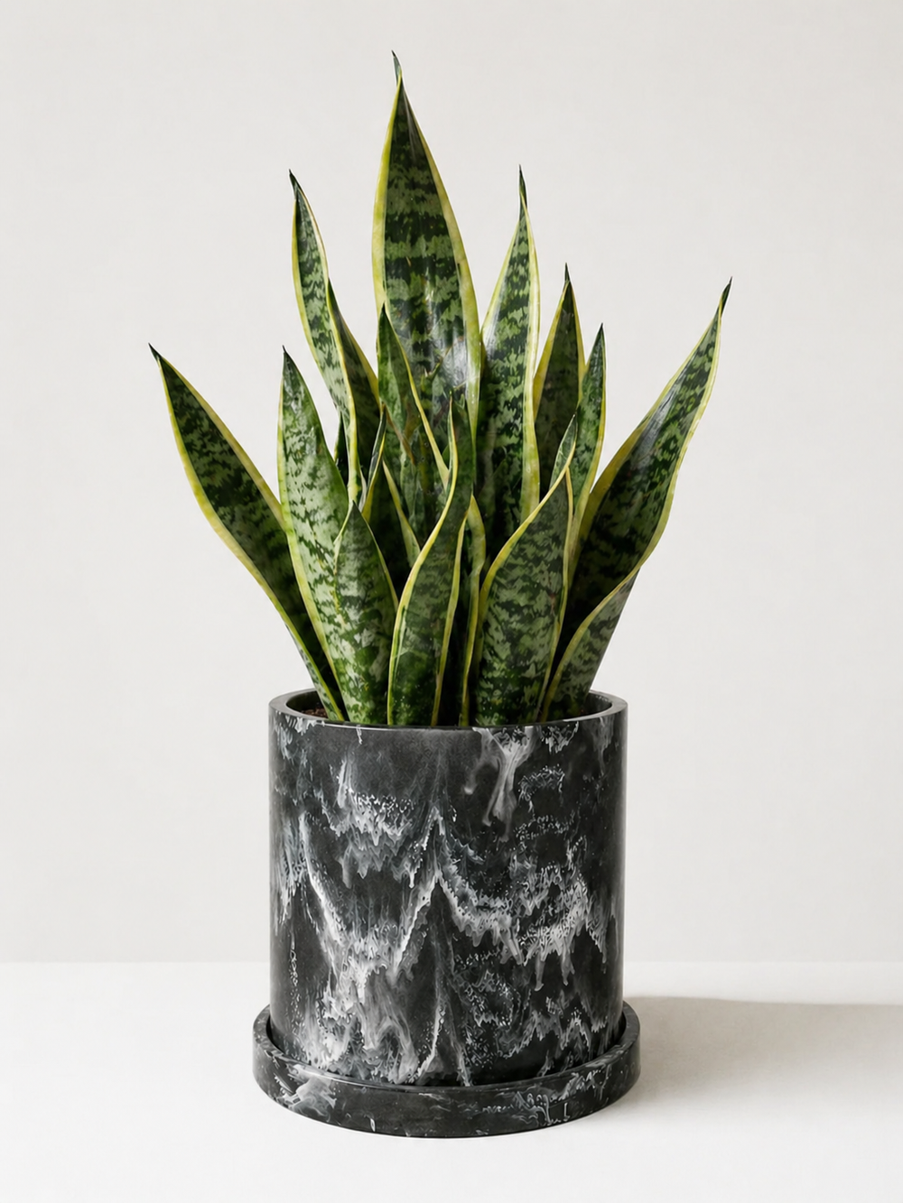 Sansevieria plant, Lengua de Suegra, from MXPLANTAE, featuring tall, upright green leaves with variegated patterns.