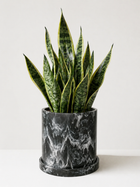 Sansevieria plant, Lengua de Suegra, from MXPLANTAE, featuring tall, upright green leaves with variegated patterns.