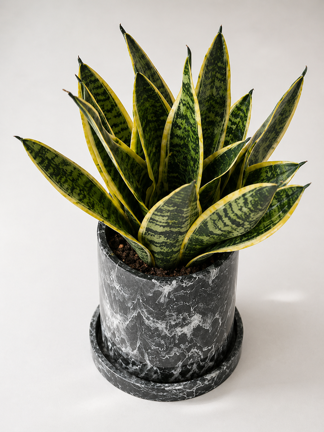 Sansevieria plant, also known as Lengua de Suegra, with tall, green, sword-shaped leaves in a decorative pot.