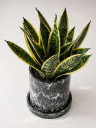Sansevieria plant, also known as Lengua de Suegra, with tall, green, sword-shaped leaves in a decorative pot.