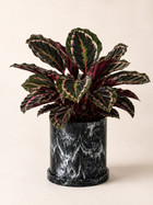 Calathea Crimson plant with vibrant, patterned leaves from MXPLANTAE, displayed in a pot on a white background.