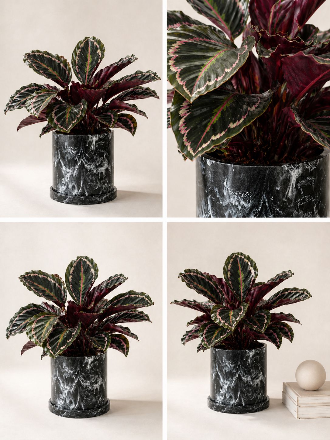 Calathea Crimson plant with vibrant red and green patterned leaves, potted indoors, from MXPLANTAE.
