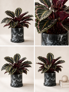 Calathea Crimson plant with vibrant red and green patterned leaves, potted indoors, from MXPLANTAE.
