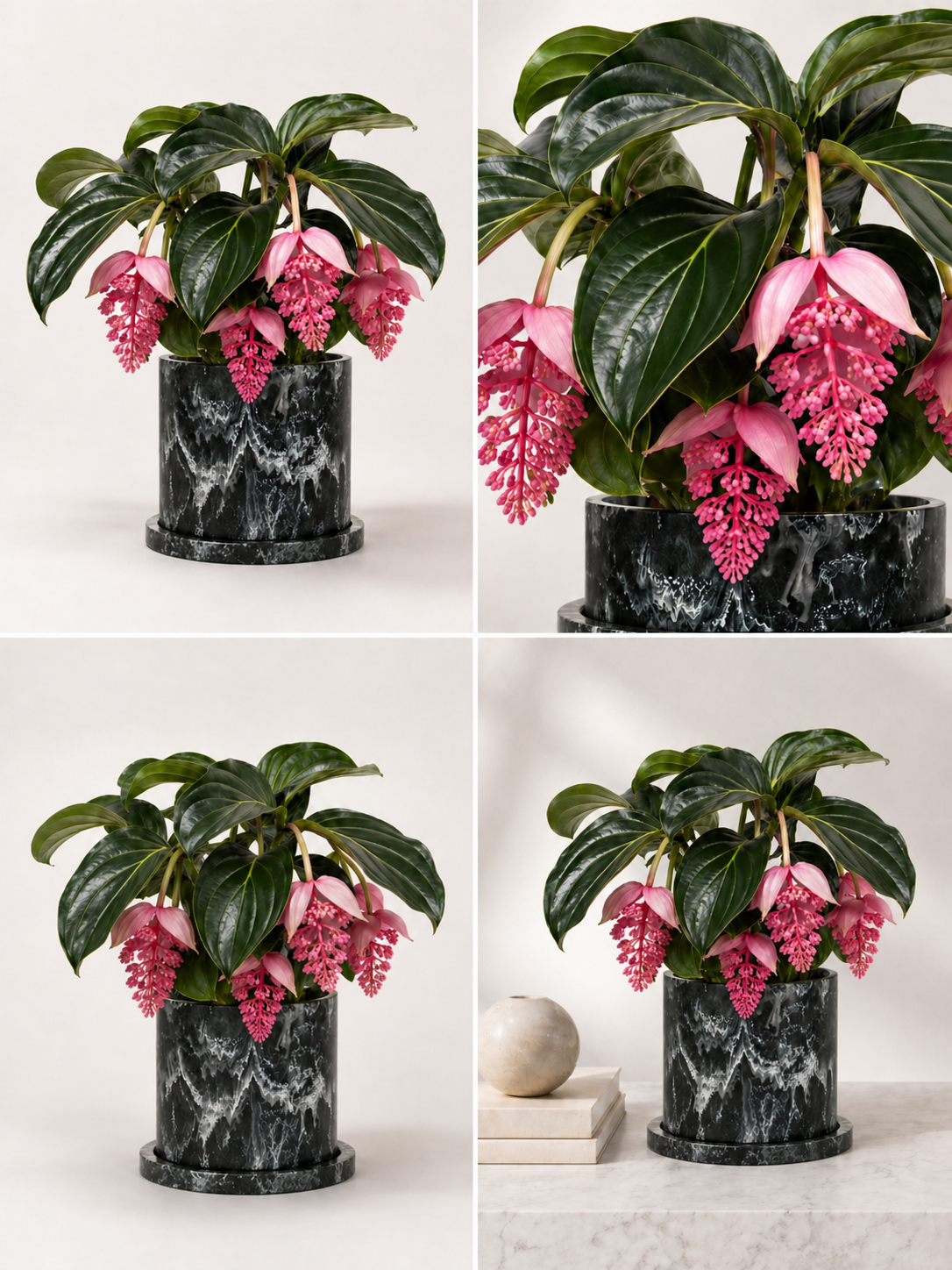 Medinilla Magnifica plant with large, pink flowering clusters and glossy green leaves, cultivated by MXPLANTAE.