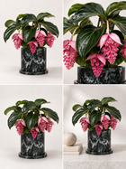 Medinilla Magnifica plant with large, pink flowering clusters and glossy green leaves, cultivated by MXPLANTAE.