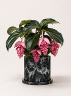 Medinilla Magnifica plant with lush green leaves and vibrant pink flowers, showcasing its exotic, tropical appearance.