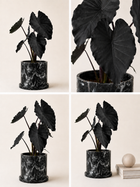 Black Magic Planta Negra indoor plant in a pot by MXPLANTAE, showcasing lush dark foliage suitable for home decor.