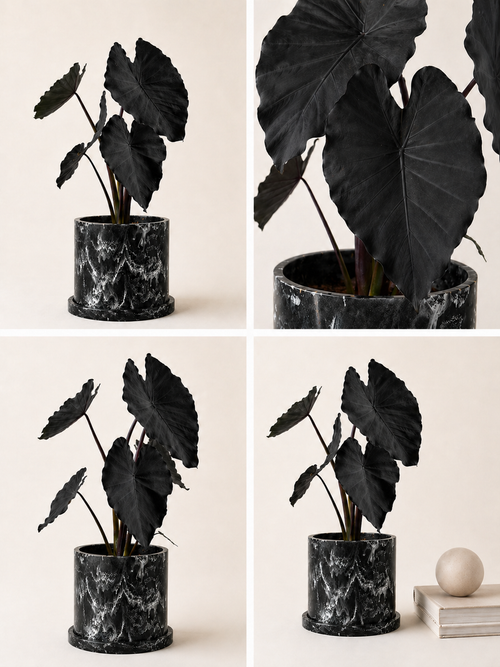 Black Magic — Planta Negra MXPLANTAE