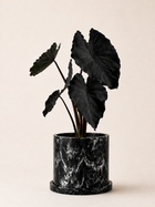 Black Magic Planta Negra MXPLANTAE, indoor potted plant with dark foliage, in a stylish black ceramic pot.