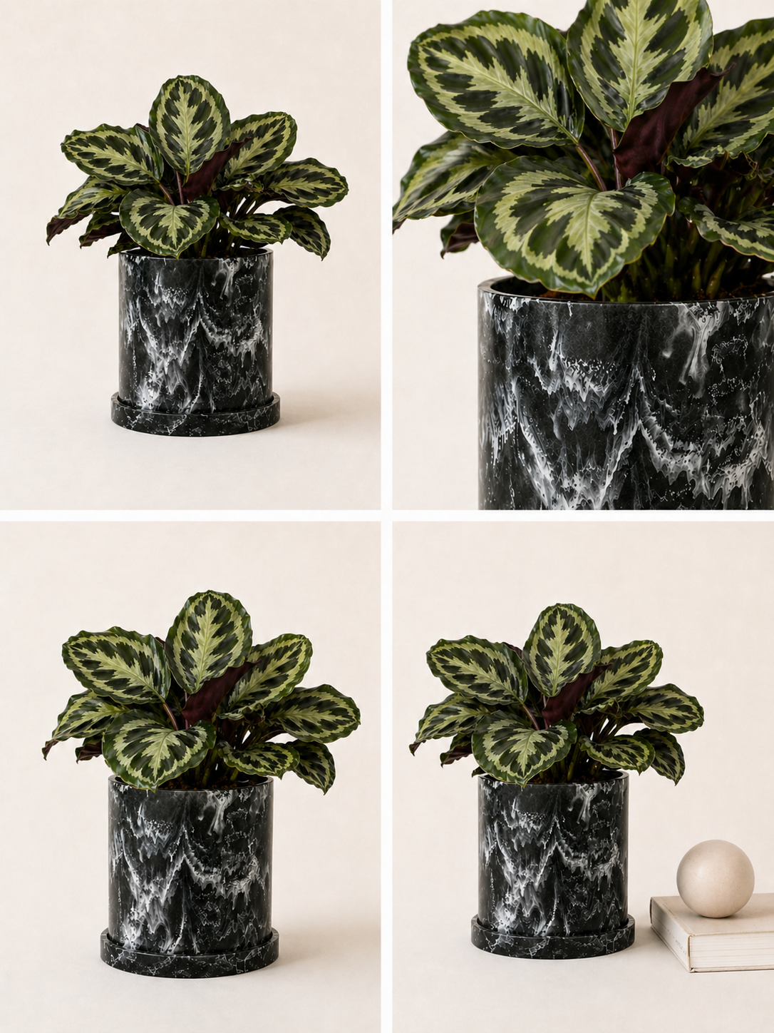 Calathea Medallion plant with vibrant green and patterned leaves, potted in a decorative container, shown from above.
