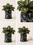 Calathea Medallion plant with vibrant green and patterned leaves, potted in a decorative container, shown from above.