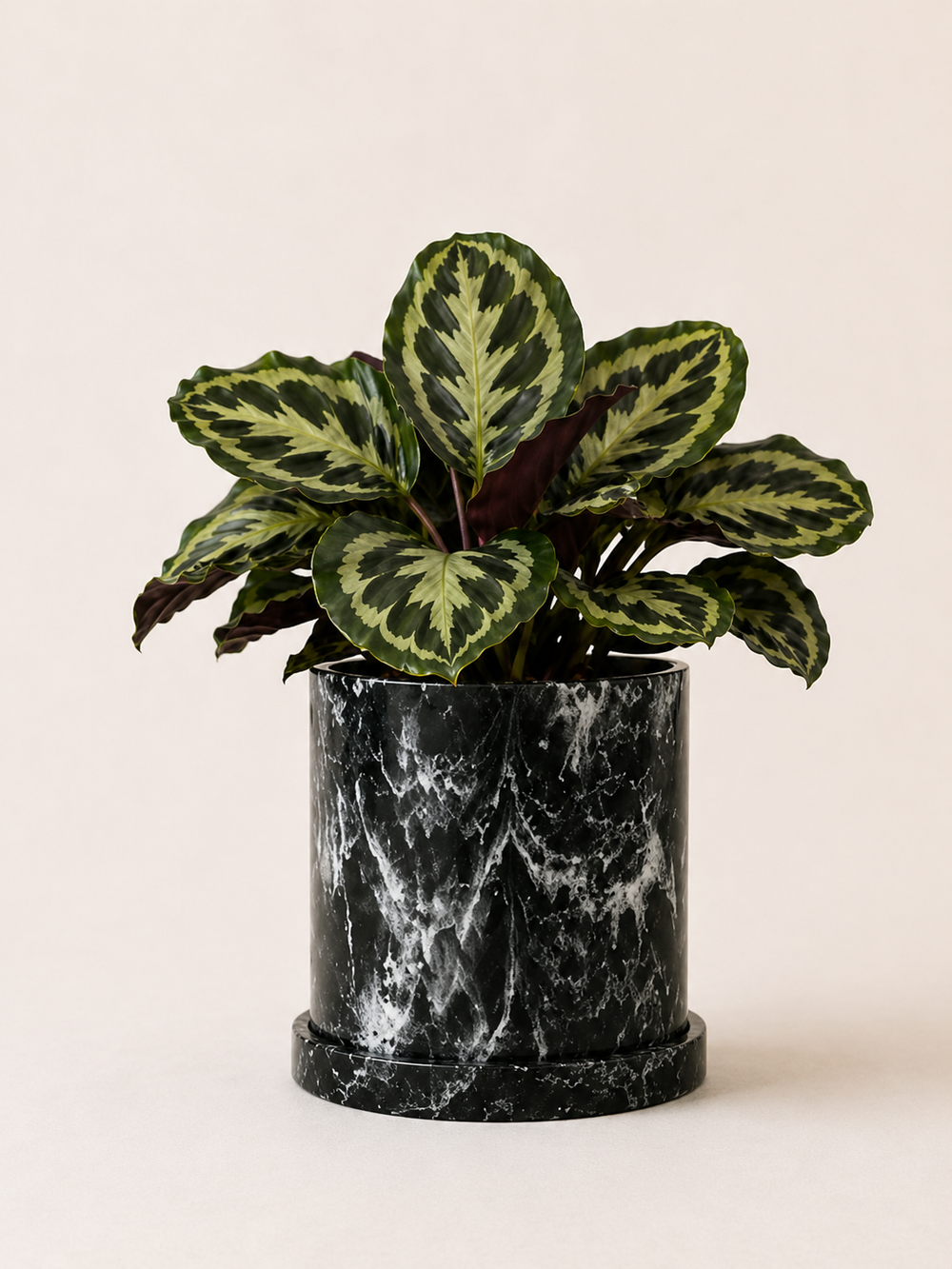 Calathea Medallion plant with large, vibrant green leaves featuring intricate silver patterns, potted in a stylish container.