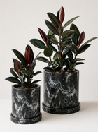 Healthy Ficus Elastica plant from MXPLANTAE with lush green leaves, ideal for indoor decoration and air purification.