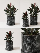 Healthy Ficus Elastica plant from MXPLANTAE with broad green leaves in a modern pot, showcasing vibrant foliage.