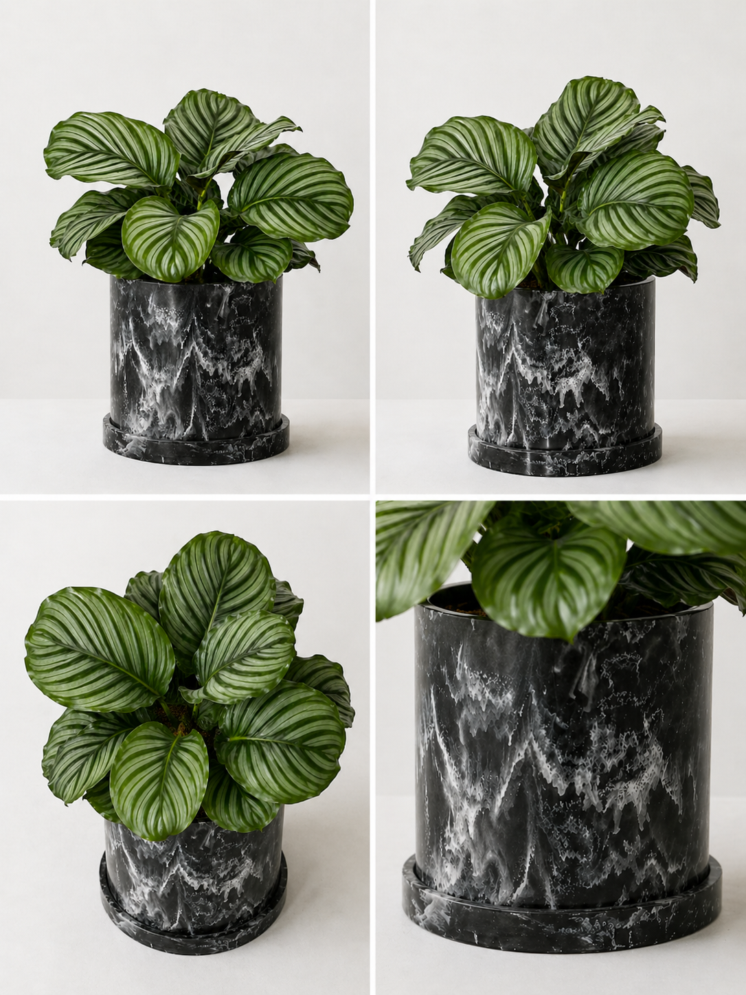 Calathea Orbifolia plant with large, round green leaves featuring distinctive light green and silver markings, potted for indoor decor.